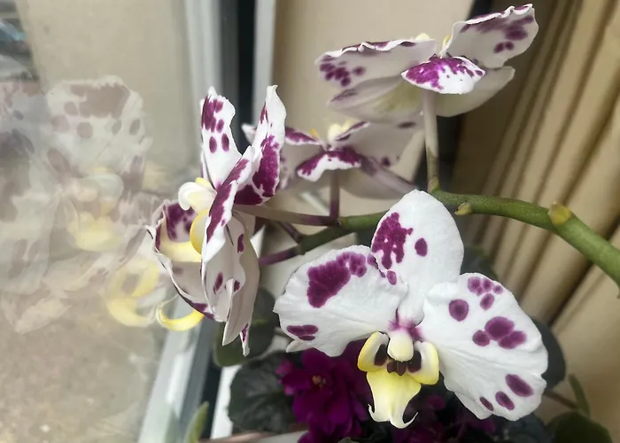 アパート My Orchids In The Heart Of *