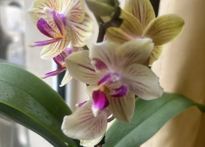 アパート My Orchids In The Heart Of ソフィア