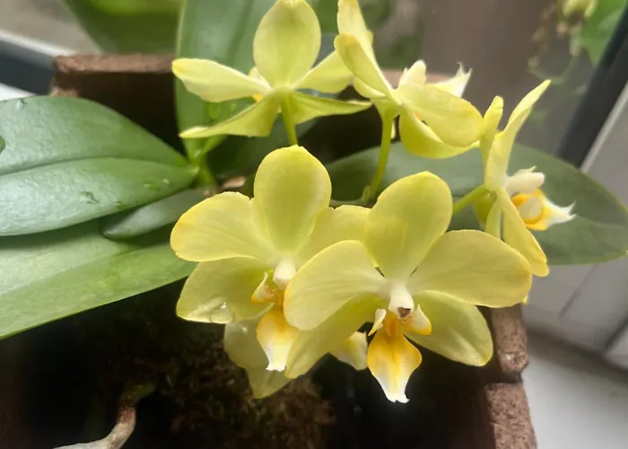 My Orchids In The Heart Of