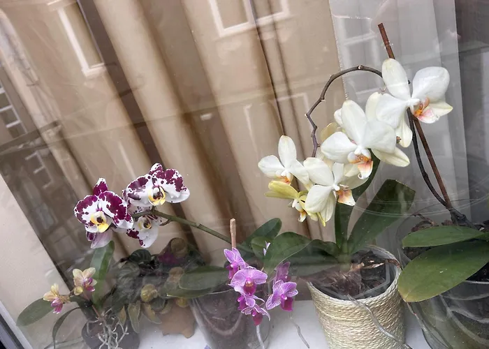 アパート My Orchids In The Heart Of *