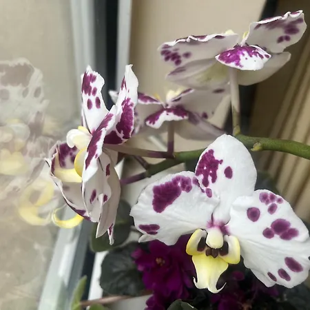 Apartamento My Orchids In The Heart Of *