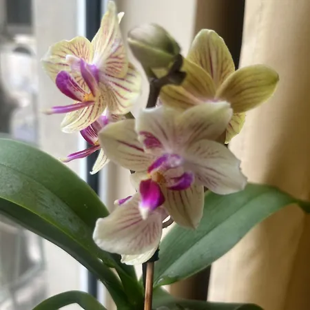 Apartamento My Orchids In The Heart Of Sofía