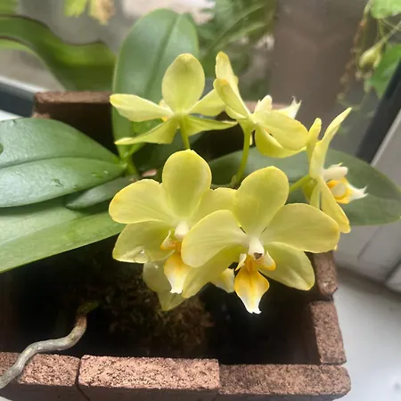 My Orchids In The Heart Of