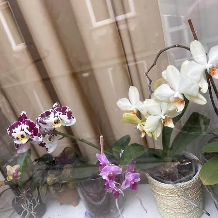 Апартаменты My Orchids In The Heart Of *
