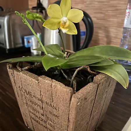 My Orchids In The Heart Of * София